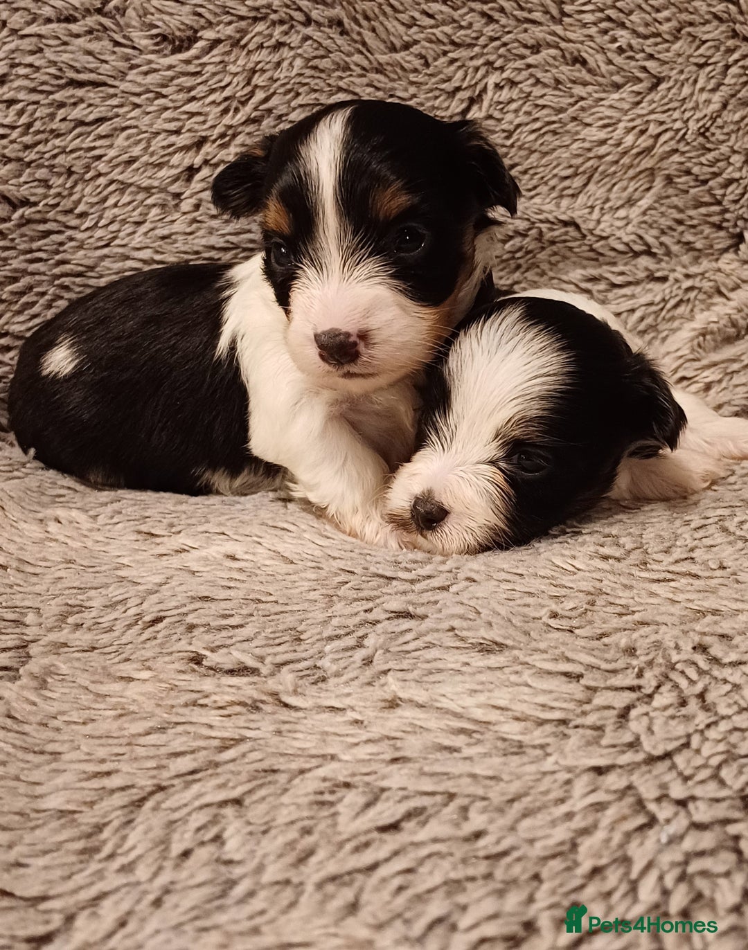 Mixed Breed dogs for sale: Yorkshire Biewer puppies 2 girls available  - Advert 1