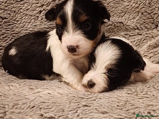 Mixed Breed dogs Yorkshire Biewer puppies 2 girls available - Advert 13