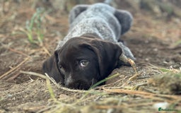 German Wirehaired Pointer dogs for sale: German Wire-haired Pointers of sale - Image 1