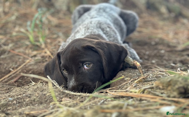 German Wirehaired Pointer dogs - Advert 4