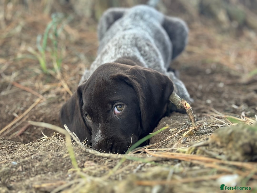 German Wirehaired Pointer dogs for sale: German Wire-haired Pointers of sale - Image 1