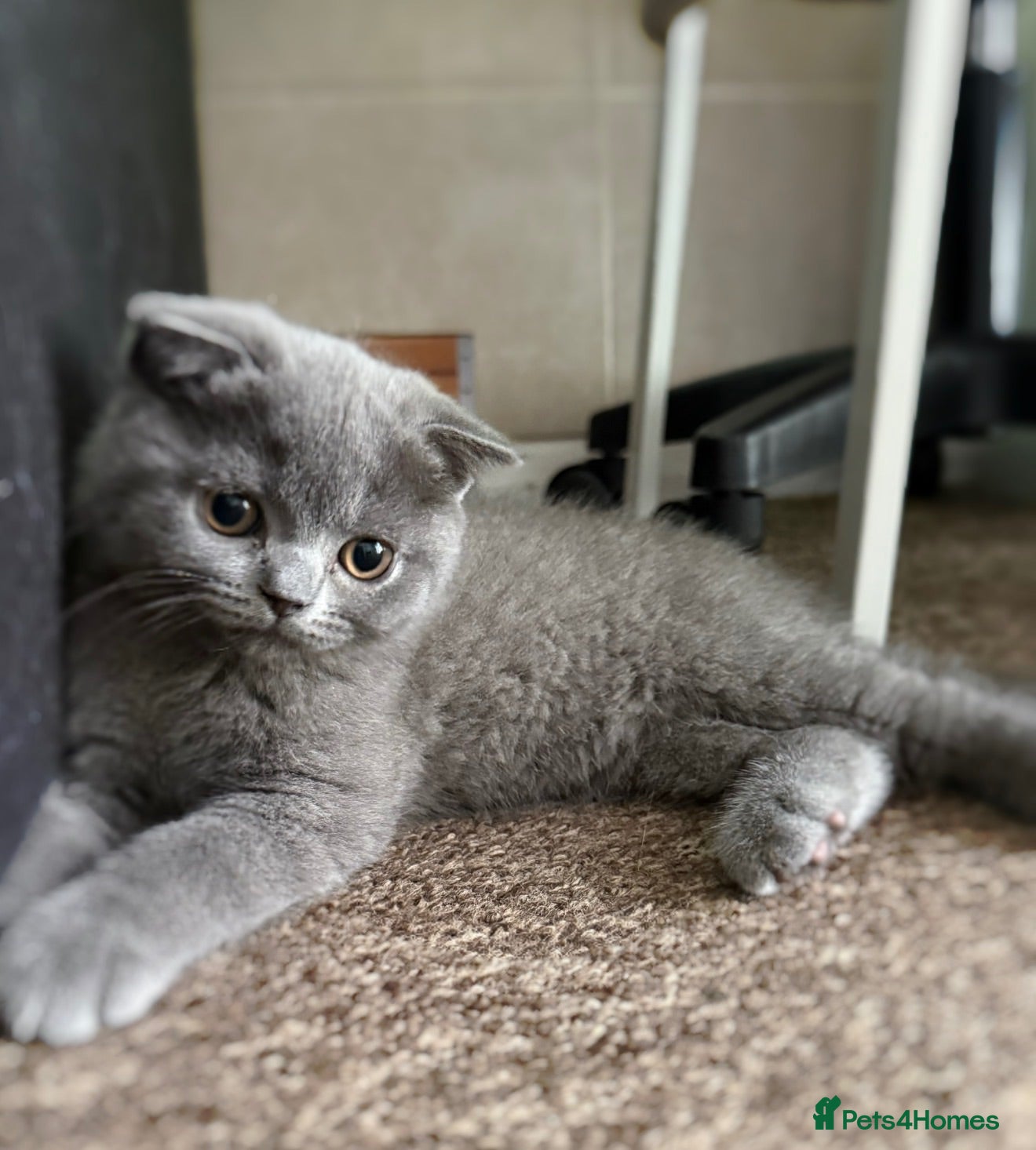 Scottish Fold cats Scottish Fold & straight Kittens PRICE -NEGOTIABLE - Advert 3