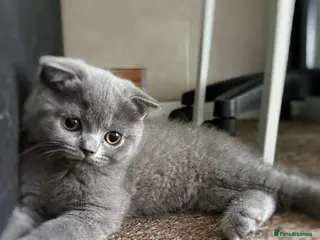 Scottish Fold cats Scottish Fold & straight Kittens PRICE -NEGOTIABLE - Advert 3