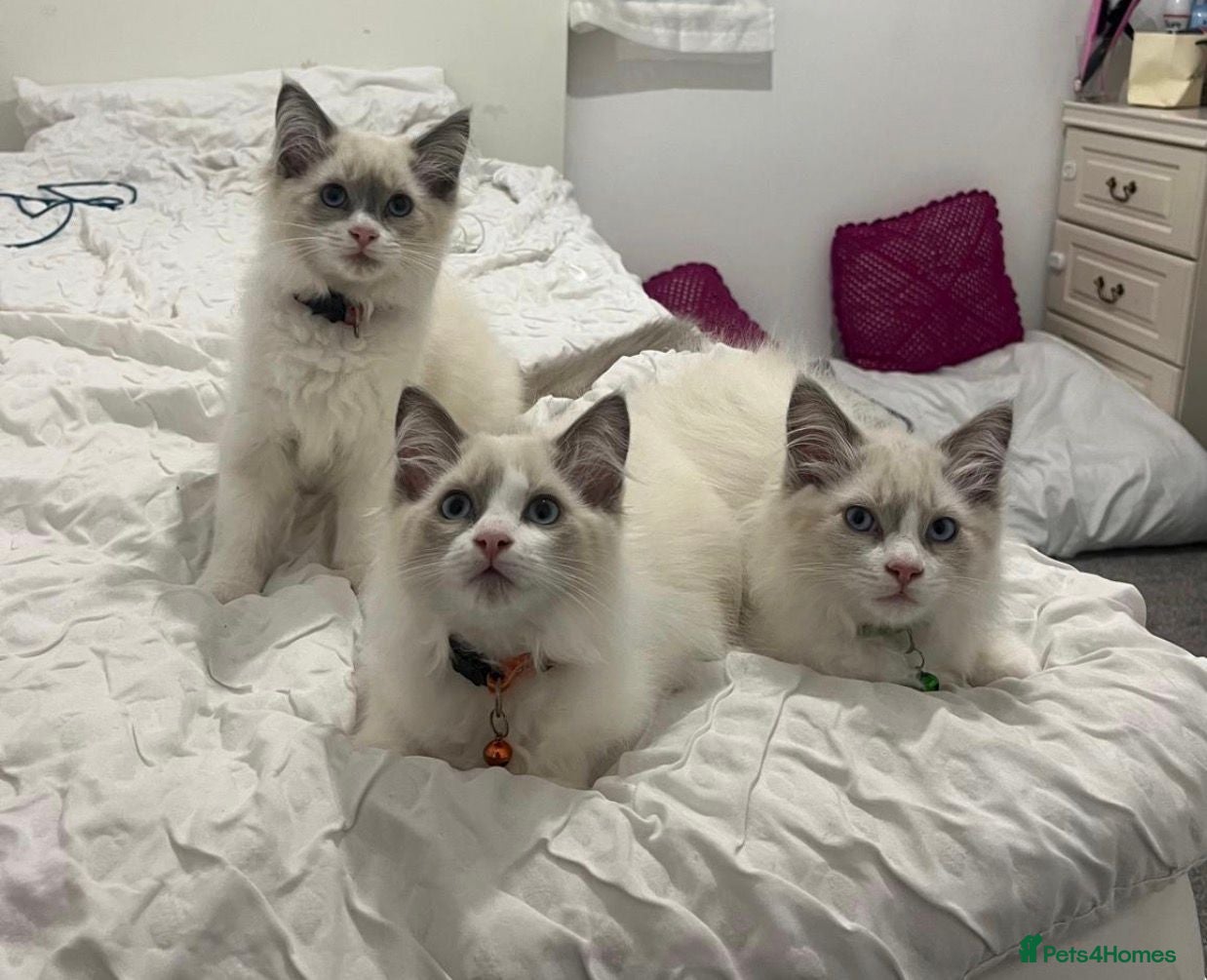 Ragdoll cats Child Friendly Ragdoll and Ragdoll Cross Kittens  - Advert 6