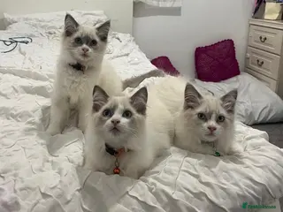 Ragdoll cats Child Friendly Ragdoll and Ragdoll Cross Kittens - Advert 6