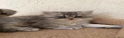 Scottish Fold cats for sale: Adorable Scottish Fold Kittens  - Advert 32