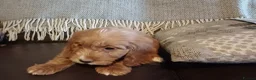 Cockapoo dogs for sale: Cockapoo puppies for sale - Advert 26