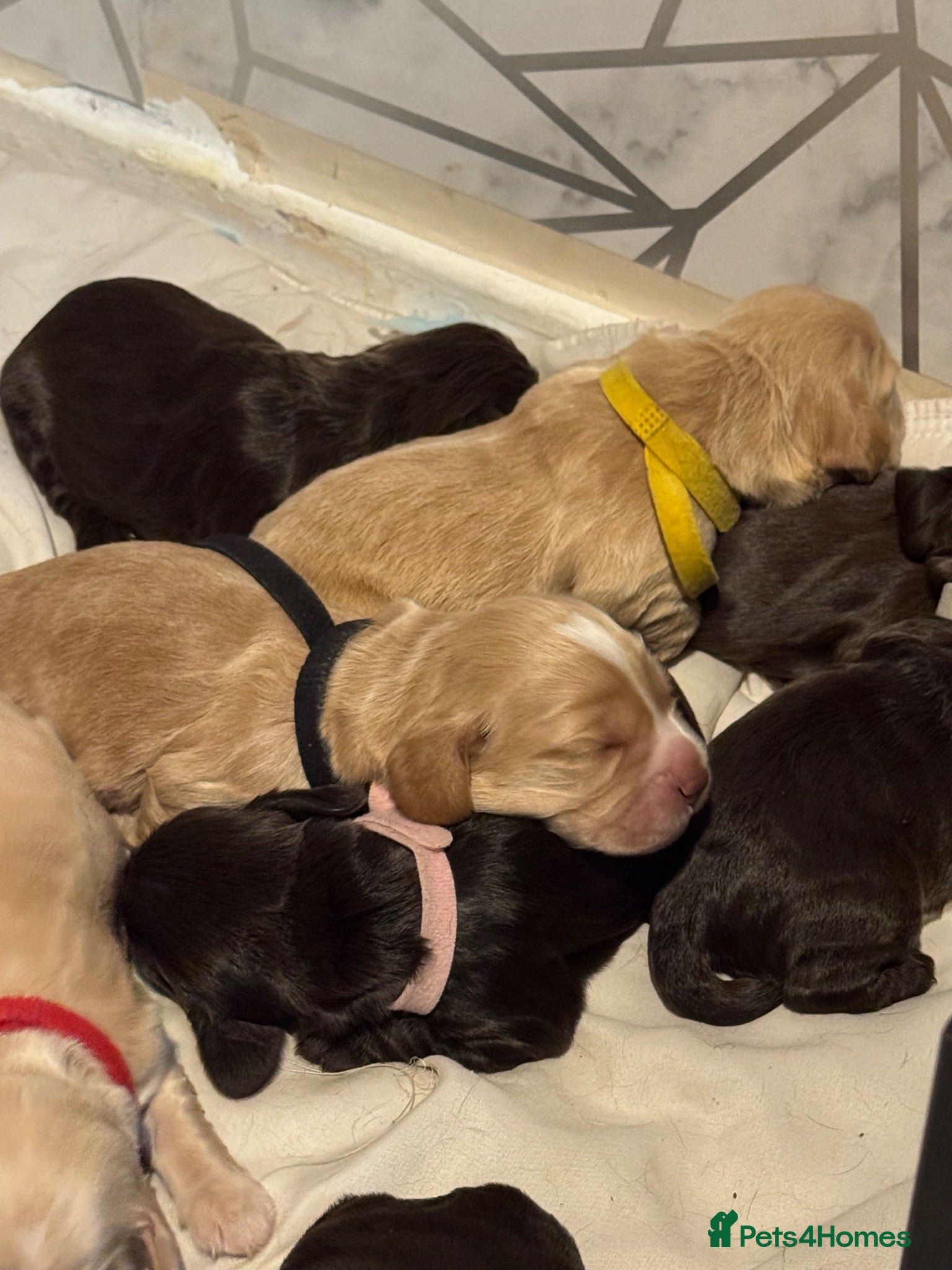 Cocker Spaniel dogs Beautiful Working x Show Cocker Spaniel Puppies  - Advert 2