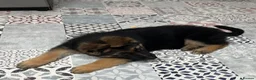 German Shepherd dogs for sale: Pure German Shepherd puppies  - Advert 7