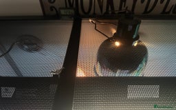 Bearded Dragon reptiles for sale: Red Bearded Dragon+Full working setup+Live food - Image 10