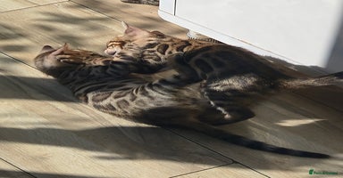 Bengal cats - Advert 10