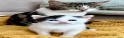 Mixed Breed cats for sale: Stunning 4 Tabby  Kittens Ready for Homes - Advert 28