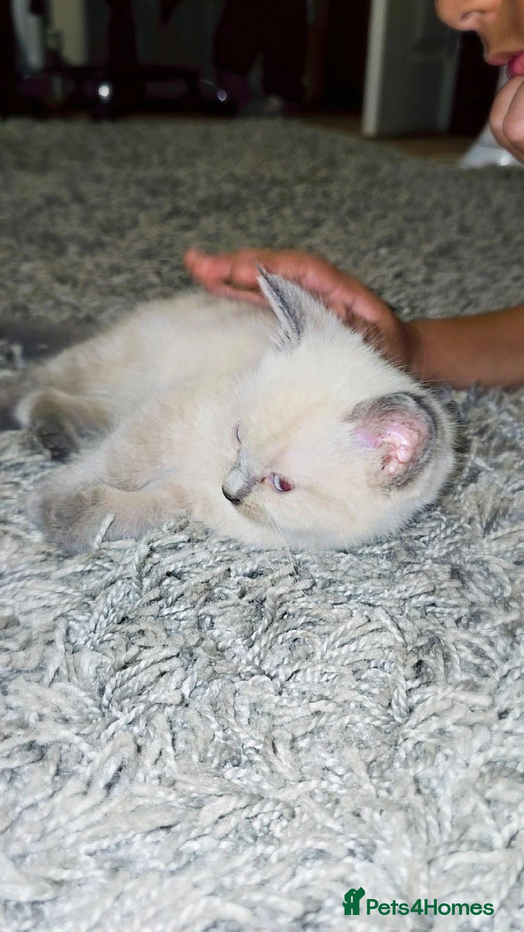 Mixed Breed cats 3 Beautiful Female Long-Haired Kittens,9 Weeks Old - Advert 1