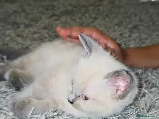 Mixed Breed cats 3 Beautiful Female Long-Haired Kittens,9 Weeks Old - Advert 1