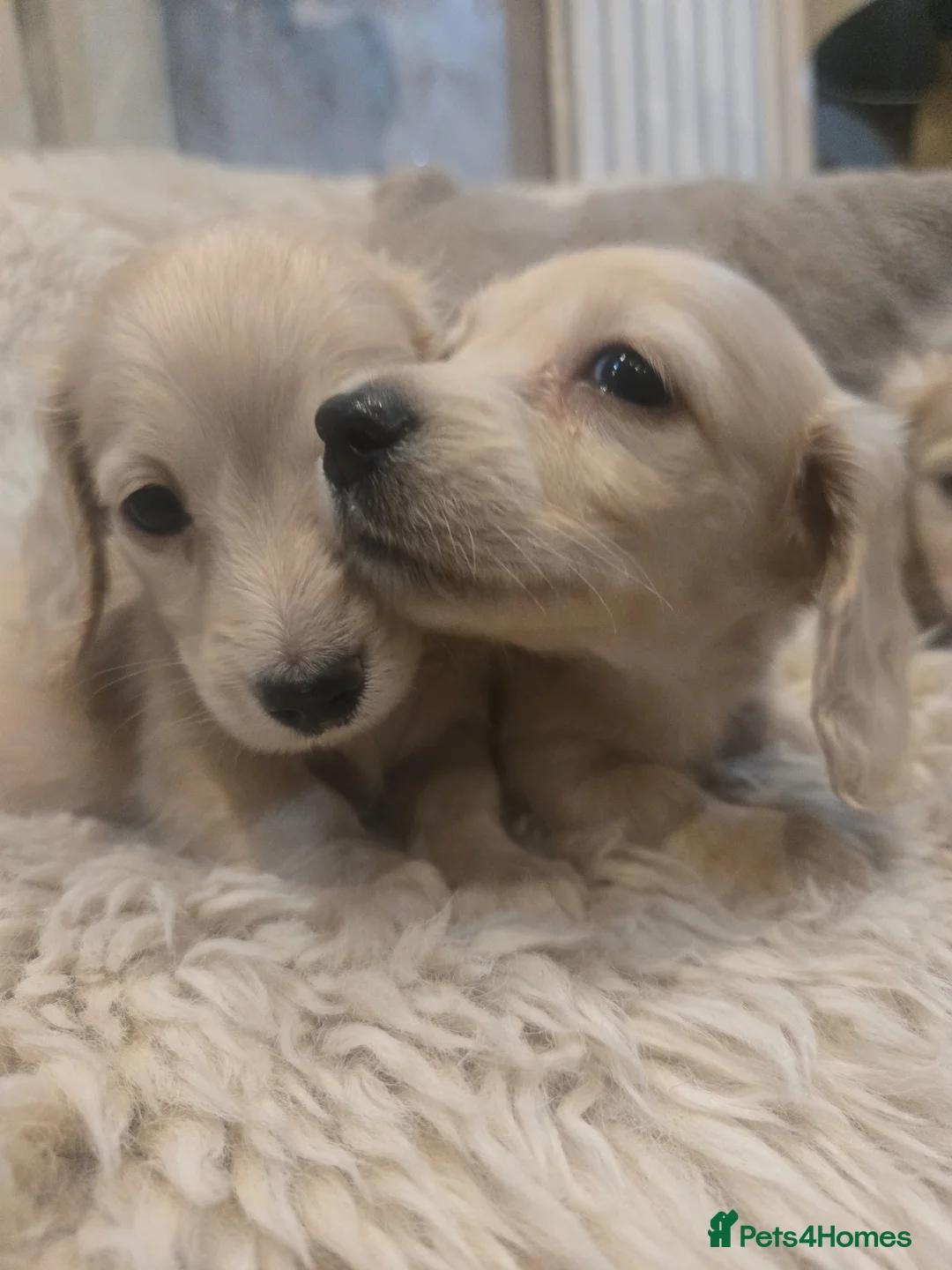 Miniature Dachshund dogs for sale: Pure creams miniature dachshunds  - Advert 2