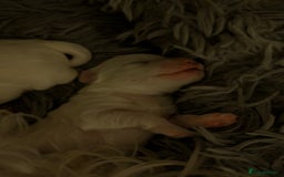 Maltese dogs for sale: Maltese male - Image 5