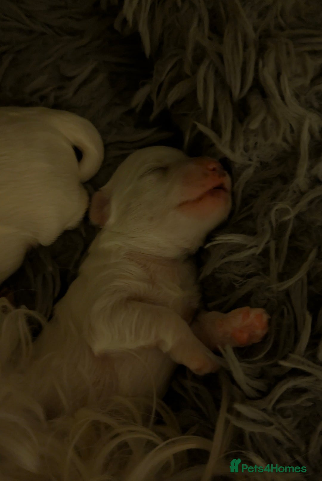 Maltese dogs for sale: Maltese male - Image 5