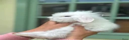 Mixed Breed rabbits for sale: Rabbits for Sale  - Advert 6