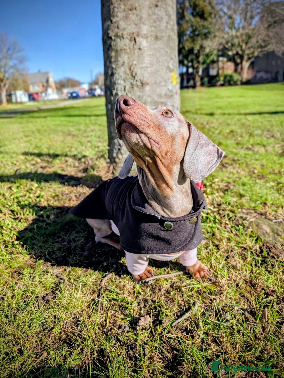 Miniature Dachshund dogs for stud: Stud dog available for studding - Advert 4