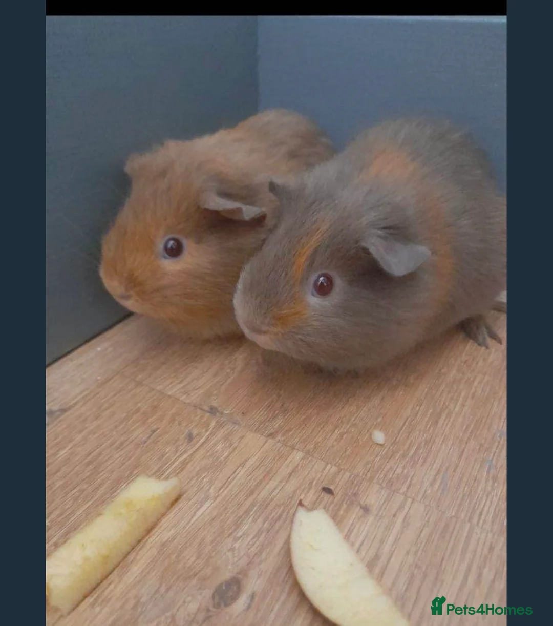 Guinea Pig rodents for sale: 2 male guinea pigs for sale - brothers in Manchester - Advert 1