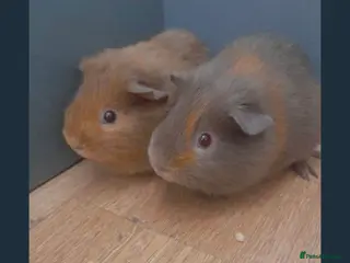 Guinea Pig rodents 2 male guinea pigs for sale - brothers - Advert 2