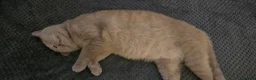 British Shorthair cats for sale: Fawn GCCF Registered Active Female - Advert 8