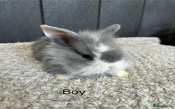 Mini Lop rabbits for sale: Stunning mini lops and mini lion lops  - Image 1