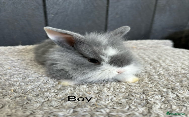 Mini Lop rabbits - Advert 3