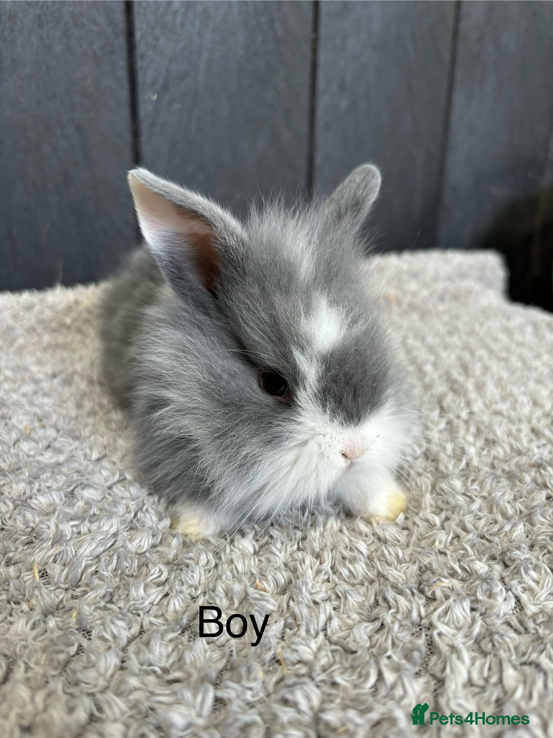 Mini Lop rabbits for sale: Stunning mini lops and mini lion lops  - Image 1