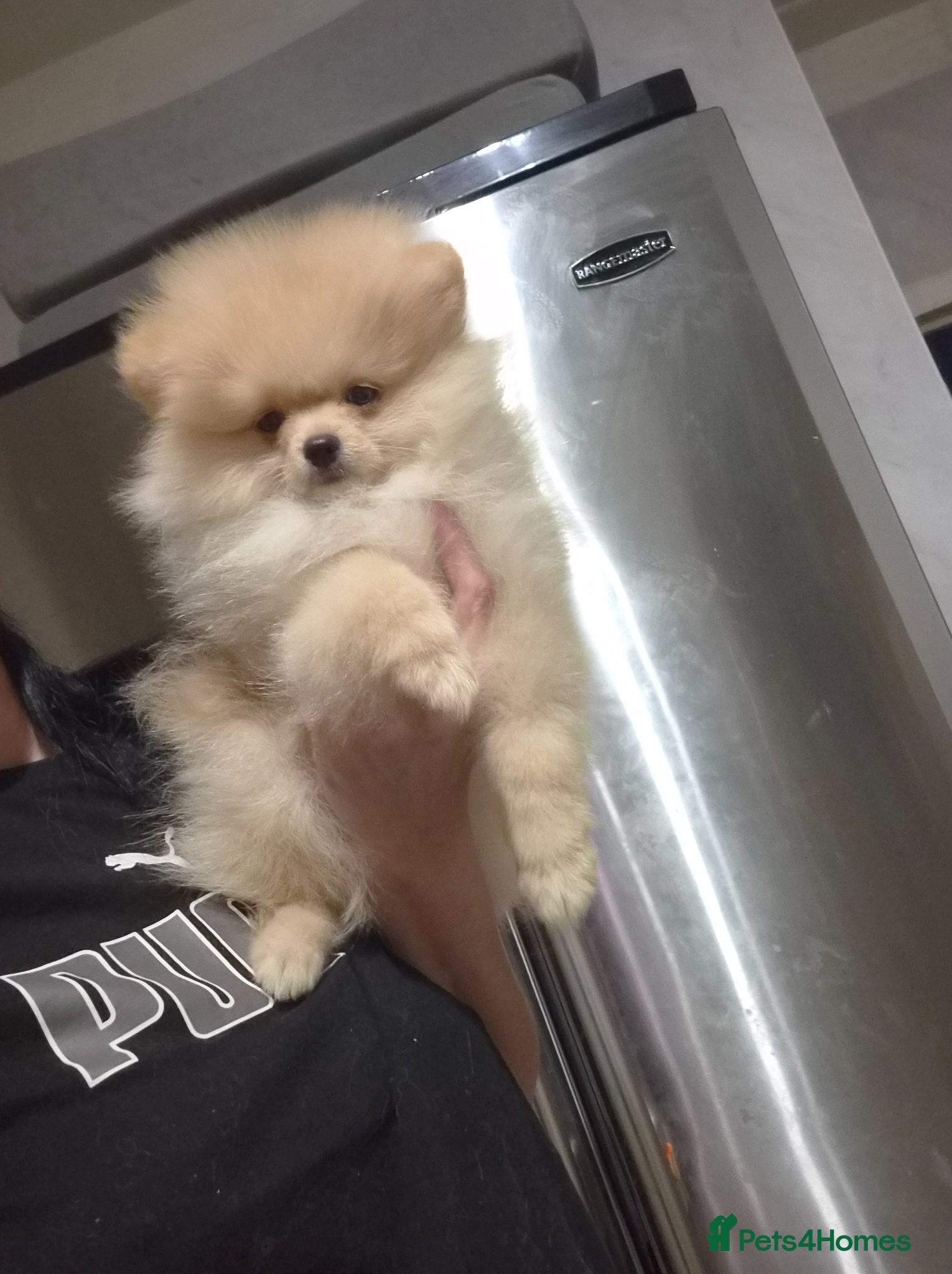 Pomeranian dogs 💝High Quality Korea/ Russia Babies💝 - Advert 15