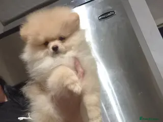 Pomeranian dogs 💝High Quality Korea/ Russia Babies💝 - Advert 15