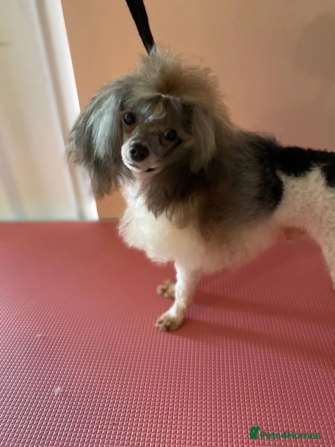 Toy Poodle dogs for stud: 7.5inch Toy HEALTH TESTED ASIAN IMPORT in Guildford - Advert 24