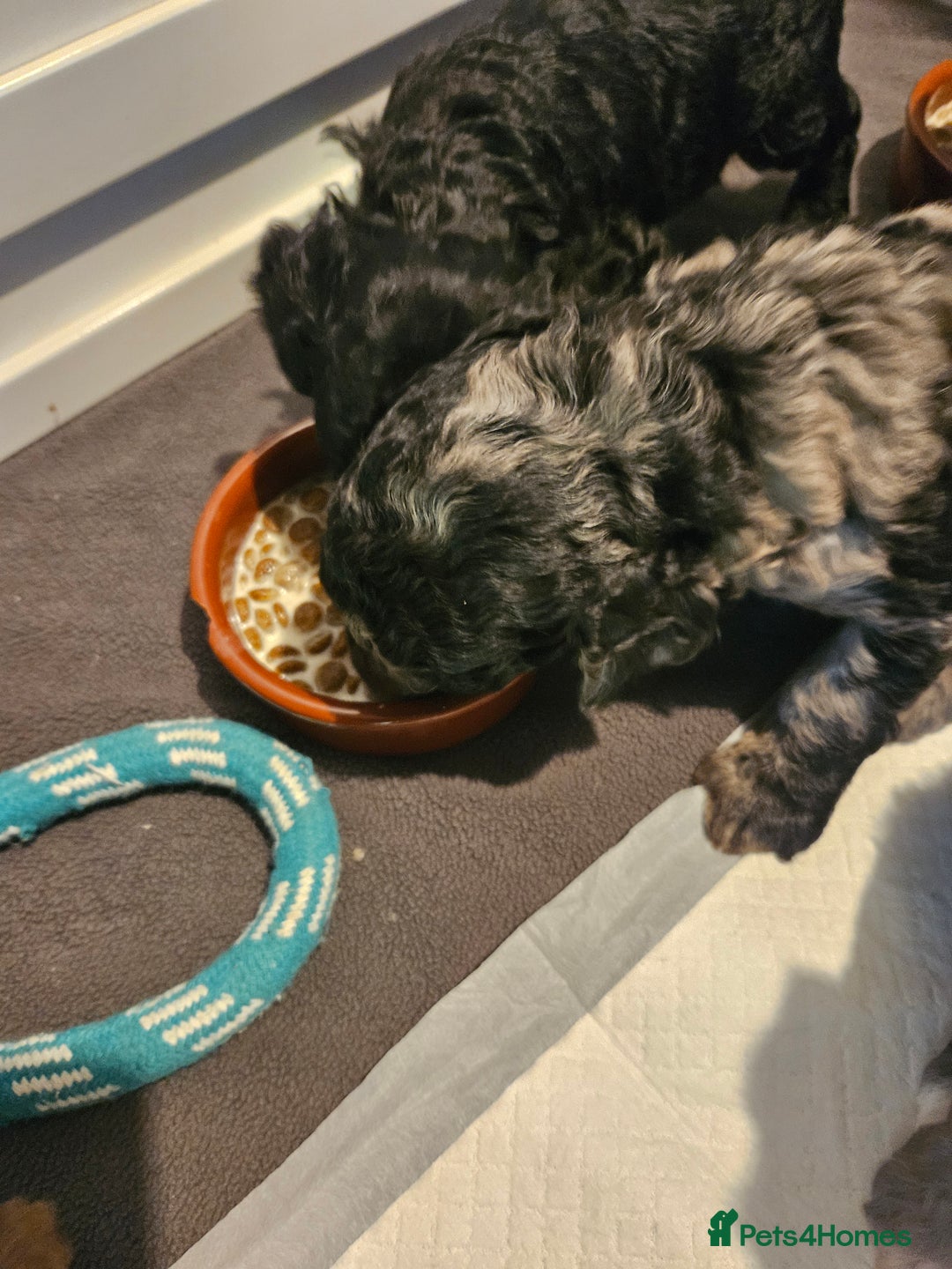 Cavapoo dogs for sale: Beautiful toy cavapoos  - Advert 12