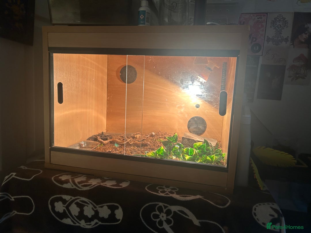 Skink reptiles for sale: Ocellated Skink with Full Setup - Image 4