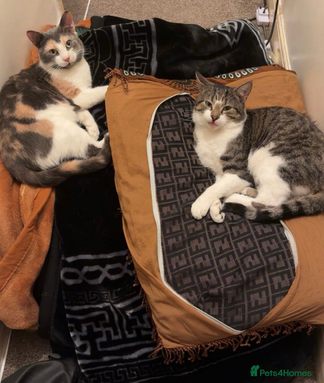 Domestic Shorthair cats for sale: Male Cat For Sale - Advert 7