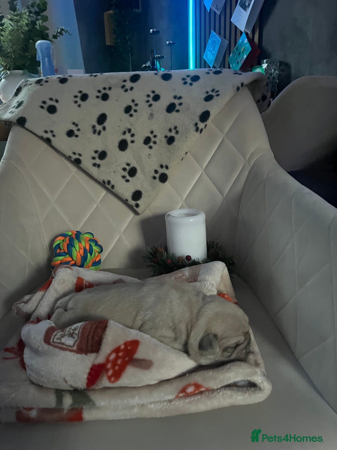 Pug dogs for sale: 2 boys 3 girls pugs for sale leeds  - Advert 9