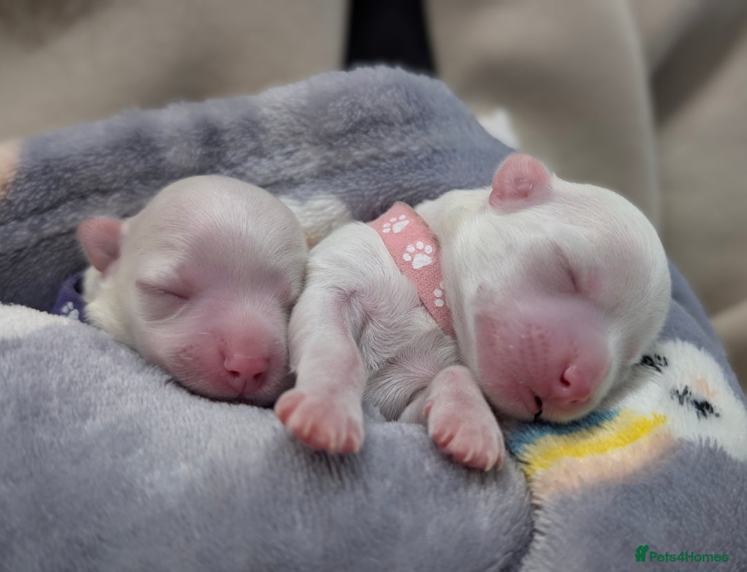 Maltese dogs for sale: Maltese male - Image 11