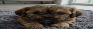 Shih Tzu 3