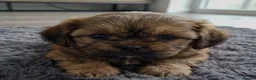 Shih Tzu dogs for sale: Adorable Shih Tzu Puppies ready for loving homes. - Advert 10