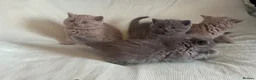 British Shorthair cats for sale: Beautiful Bsh kitten - Advert 11