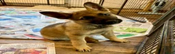 German Shepherd dogs for sale: 4* Licensed Breeder, KC Reg, Health Tested Parents - Advert 2