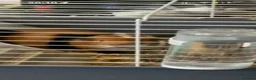 Guinea Pig rodents for sale: Midas and milo the guinea pig  in Telford - Advert 3