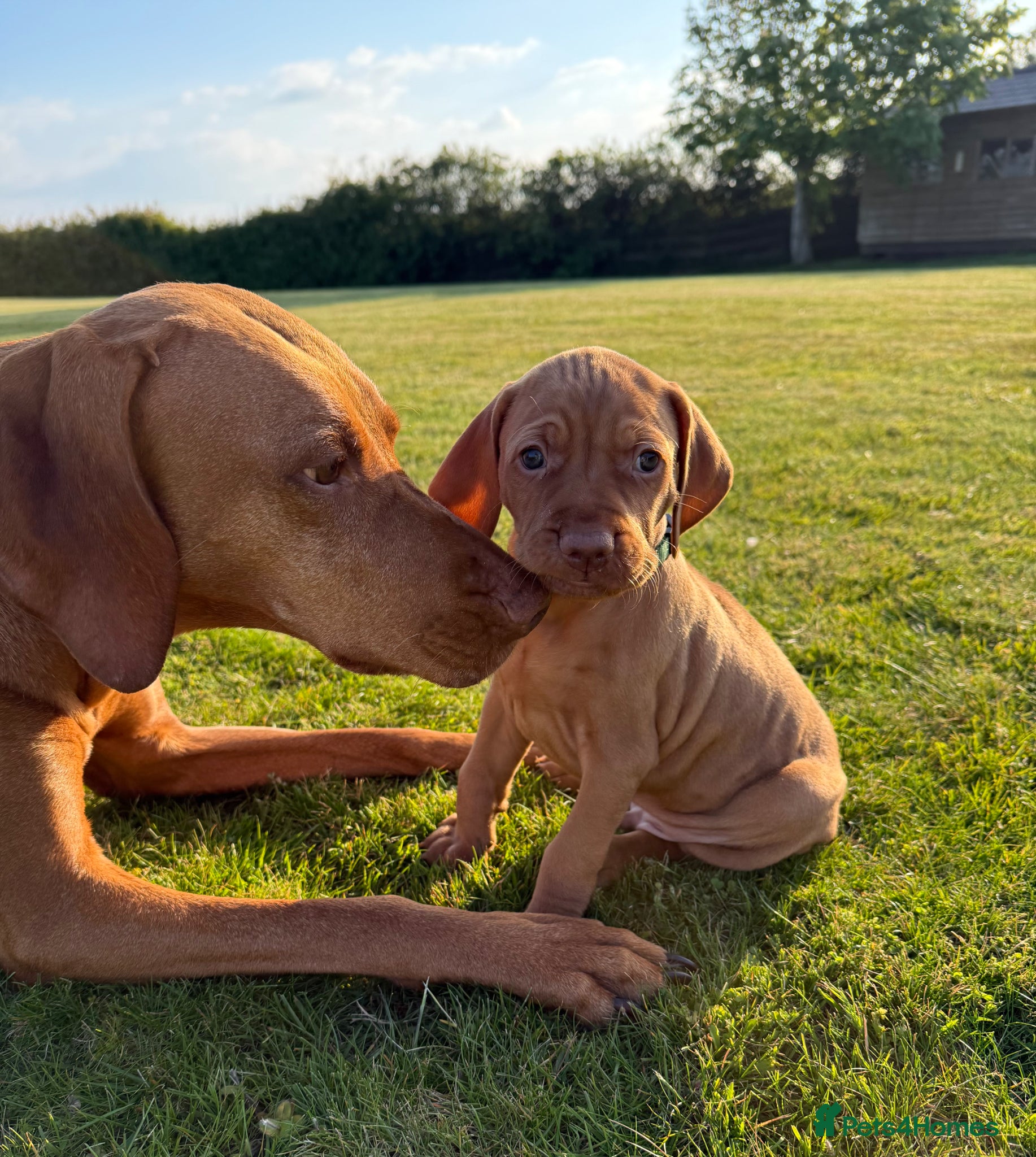 Hungarian Vizsla dogs Pedigree KC Hungarian Vizsla Pups For Sale - Advert 1