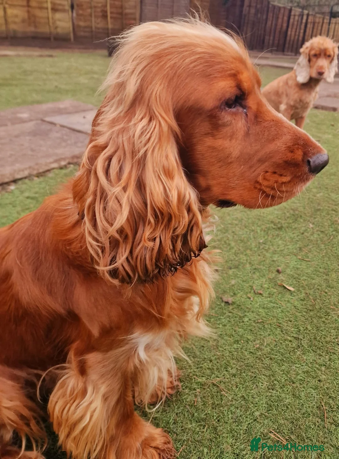 Cocker Spaniel dogs for stud: Stunning KC reg Show Cocker Spaniel for stud in Newport - Advert 10