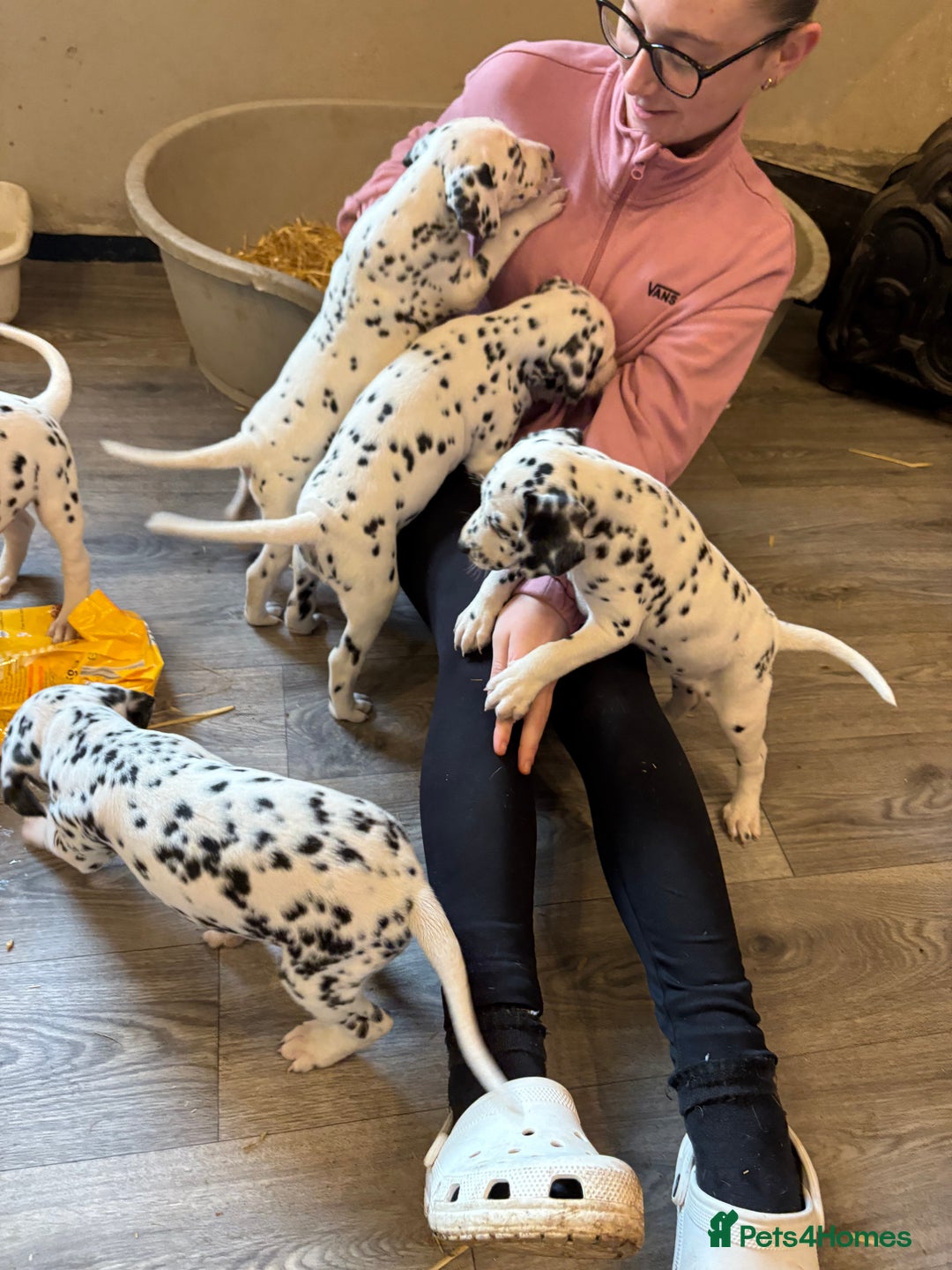 Dalmatian dogs for sale: The most beautiful beautiful Dalmatian puppies  - Advert 5