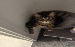 Maine Coon cats for sale: Beautiful loyal Maine coon X kitten for a new home - Image 5