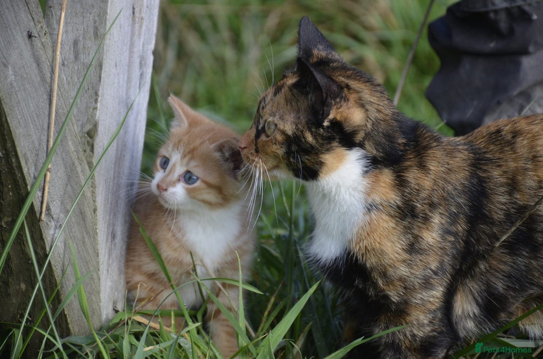 Mixed Breed cats for sale: Playful loving kittens looking for homes  - Image 5