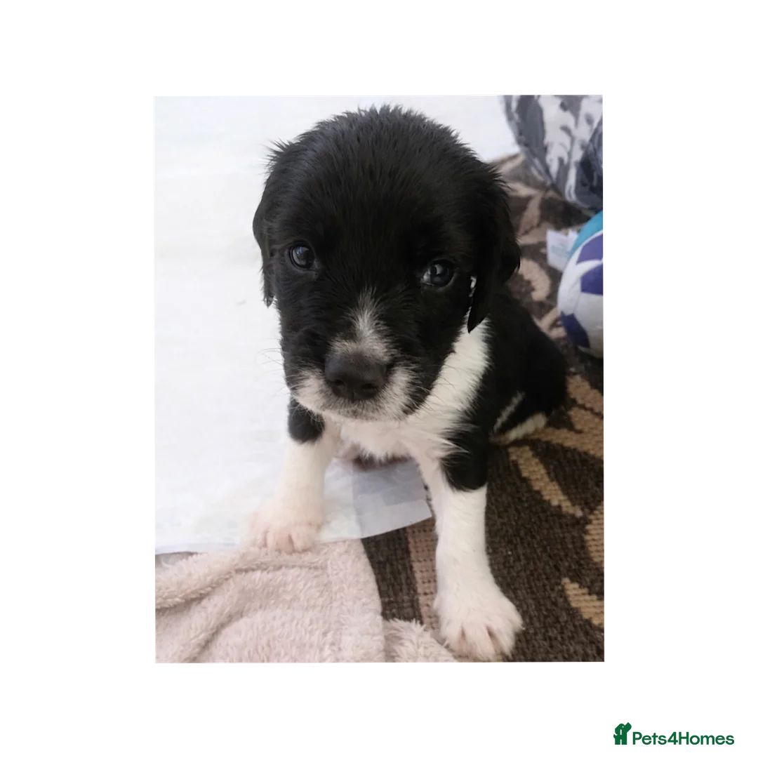 English Springer Spaniel dogs for sale: KC Working Springer Spaniel Puppies 2 Boys left - Advert 1