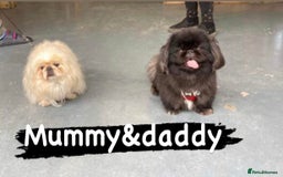 Pekingese dogs for sale: Beautiful pure pedigree Pekingese puppies  - Image 6
