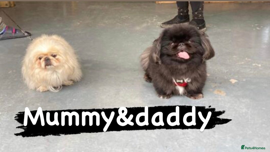 Pekingese dogs for sale: Beautiful pure pedigree Pekingese puppies  - Image 6